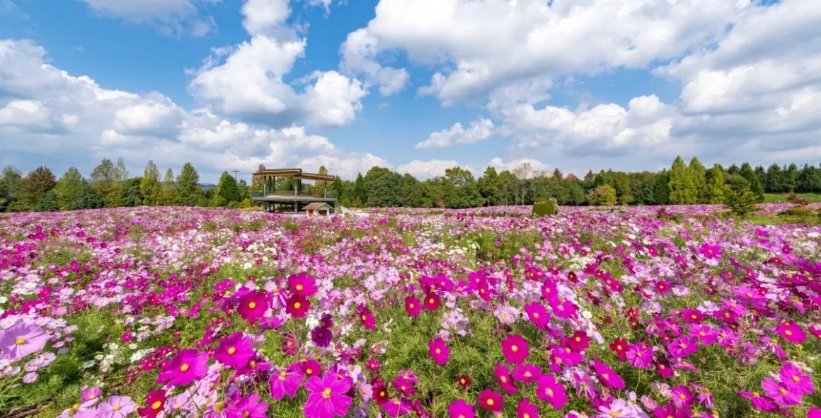 🌸 코잔 라벤더 언덕 구로세 농장 이미지 11